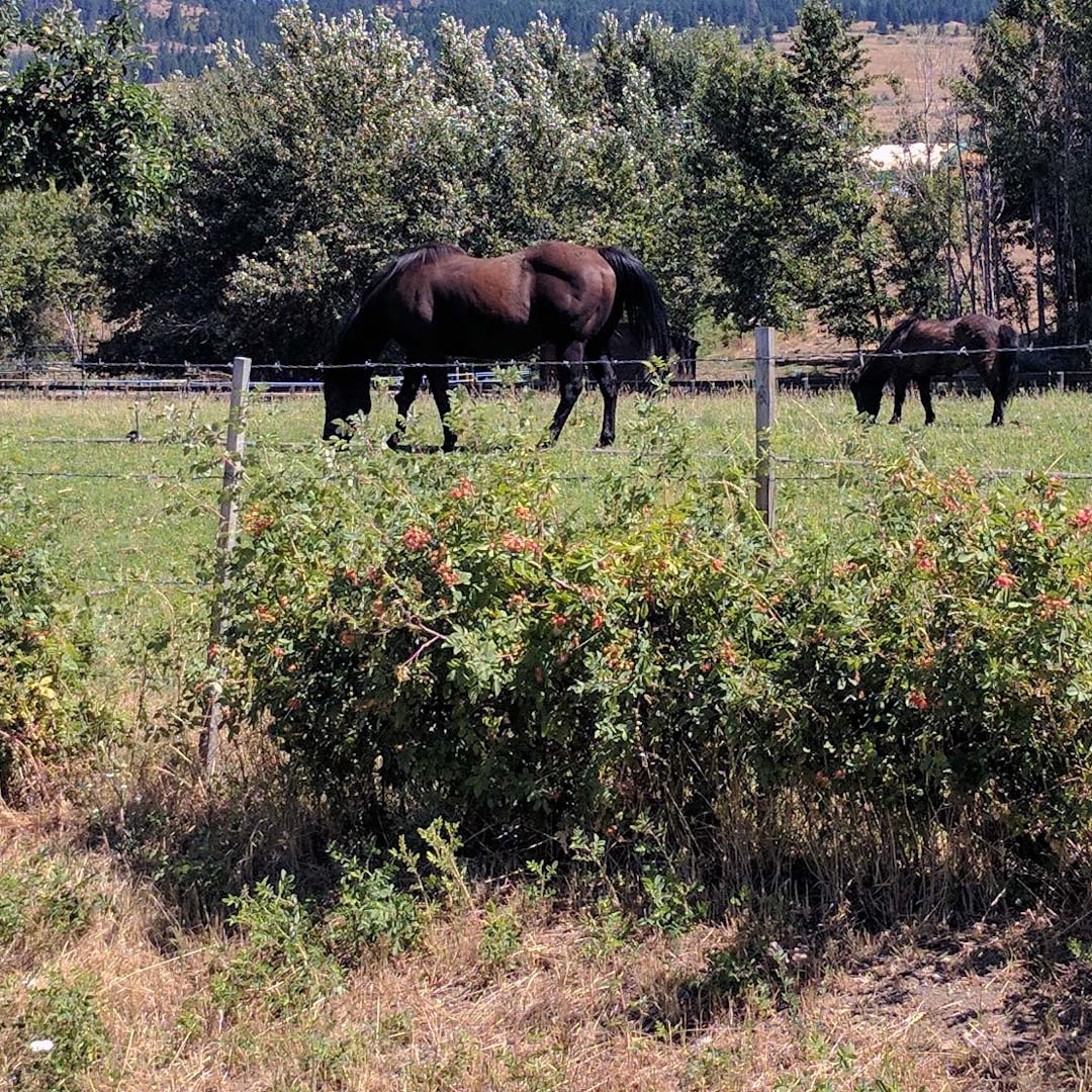south east kelowna acreage for sale