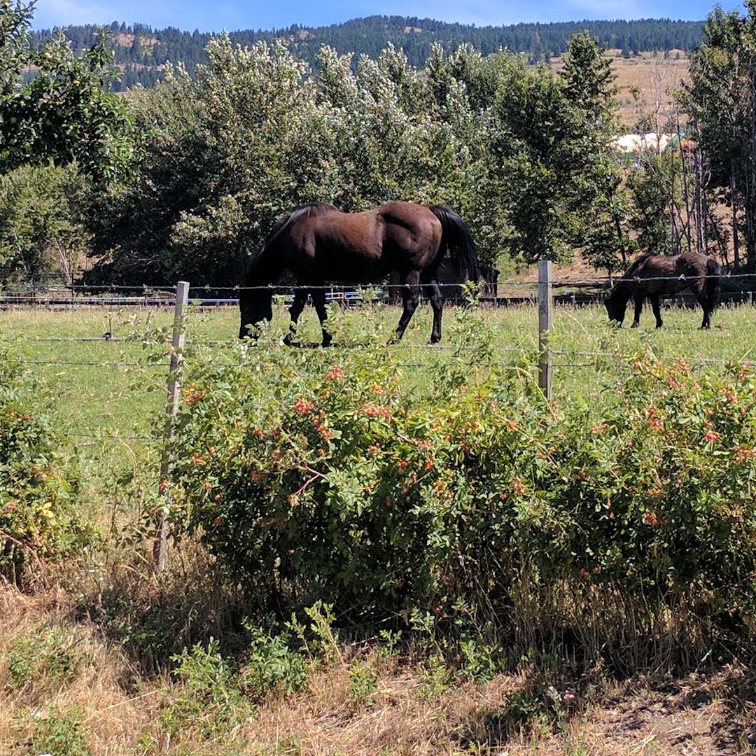 Real Estate in South East Kelowna